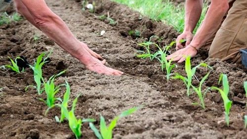 Как правильно выбрать семена кукурузы для покупки и посадки