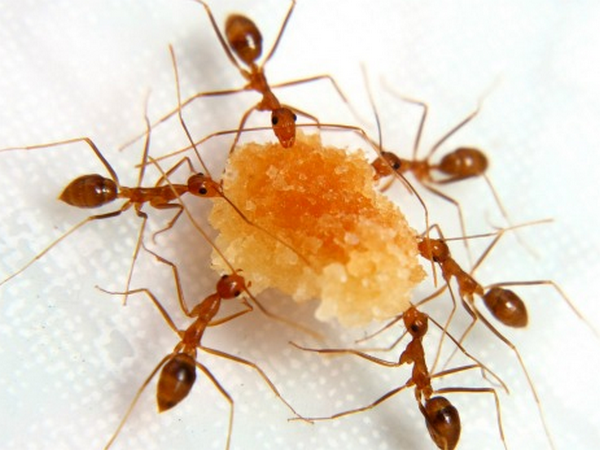 ​Как избавиться от муравьев всего за одну ночь?