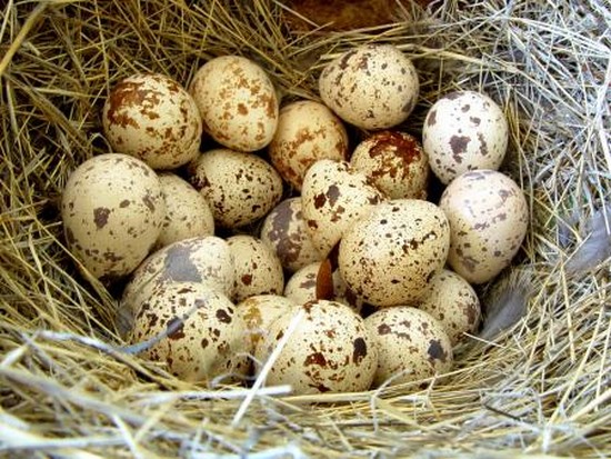 Лечебные свойства перепелиных яиц