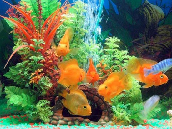 Как выбрать свой первый аквариум?