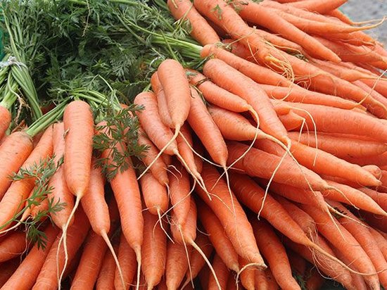 Морковь. «Лечебник» для овощных и плодовых культур