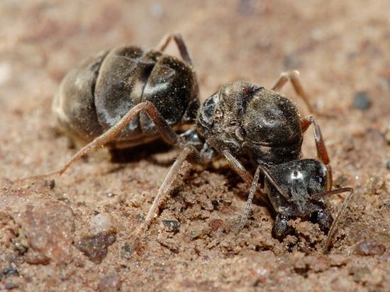 Кипяток, чеснок и мел. Как бороться с муравьями без химии?