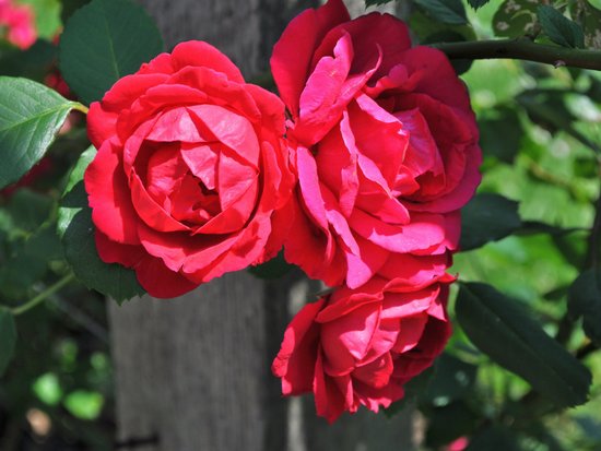Как защитить розы от тли?