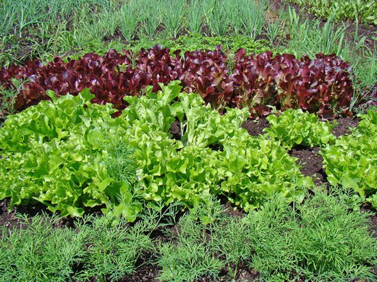 Что сделать, чтобы салат и укроп выросли как можно раньше?