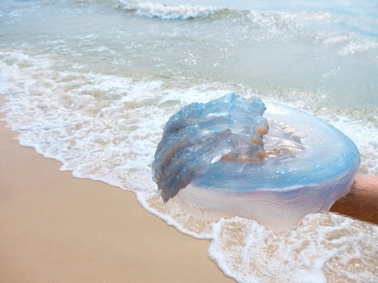 Ужалила медуза: что можно, а чего нельзя делать категорически