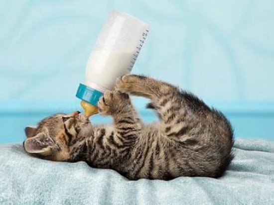 Как выбрать заменитель кошачьего молока для котят