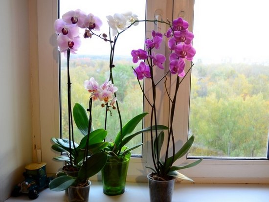 Хитрости ухода за орхидеей