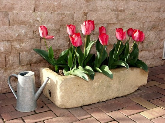 Выгонка тюльпанов в домашних условиях и на клумбе
