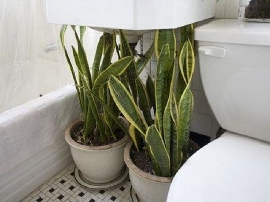 Этим растениям будет комфортно даже в ванной комнате без окна
