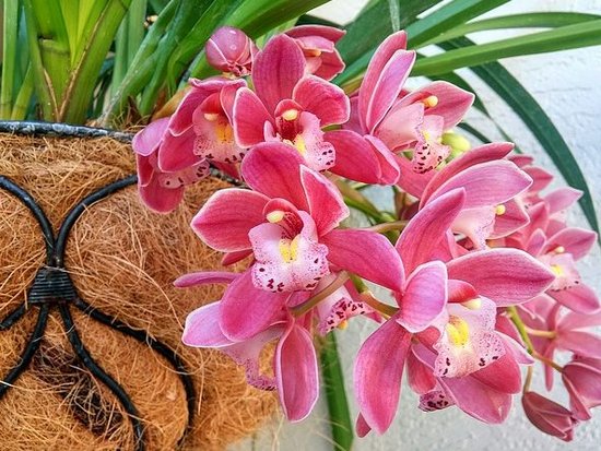Пересадила орхидеи необычным способом