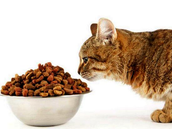 Як вибрати сухий корм для кішки?