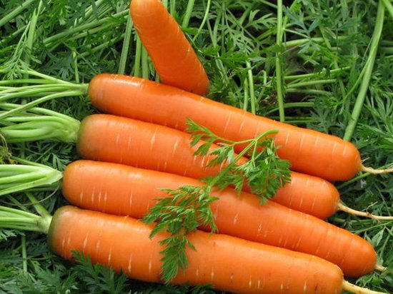 Как правильно вырастить крупную и сладкую морковь?