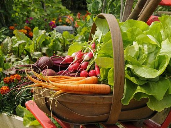 Как повысить урожай на огороде: практические рекомендации