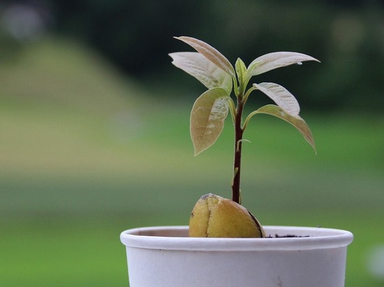 Инструкция по выращиванию авокадо из косточки в домашних условиях
