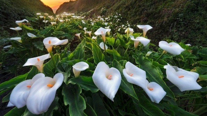 7 невероятно красивых ежегодно цветущих долин