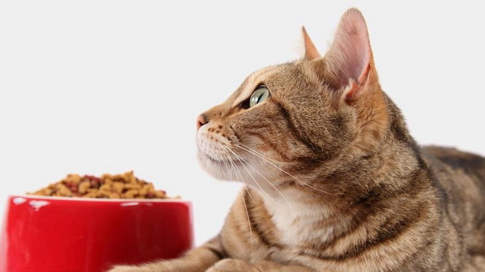 Корм для кошек Farmina: основные преимущества