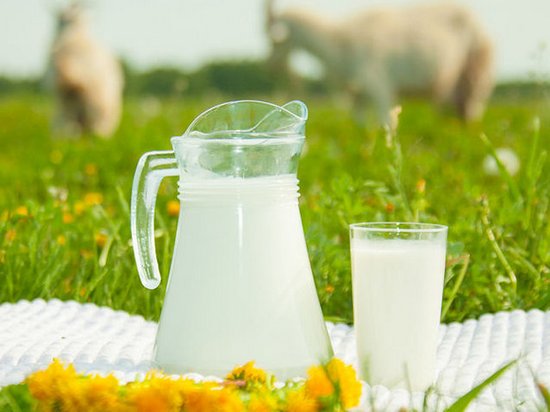 Чем полезно козье молоко и в чем его недостаток