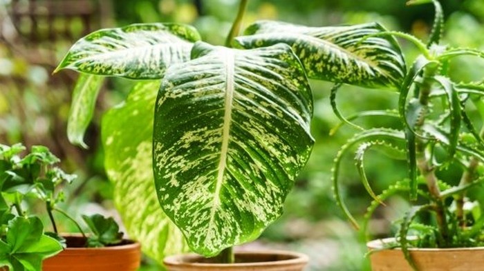 8 ядовитых комнатных растений, которые отравляют организм