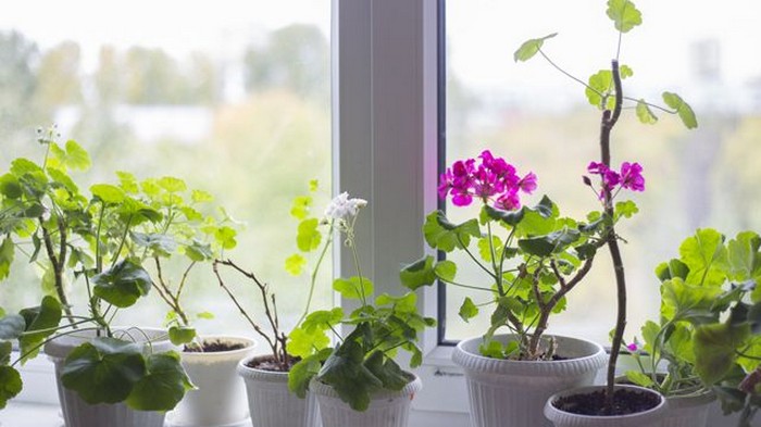 4 домашних растения, которые благотворно влияют на здоровье человека