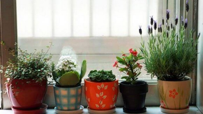 Комнатные растения и цветы в фен-шуй