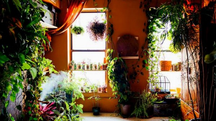 Прирожденная садовница: девушка вырастила в своей квартире 500 растений