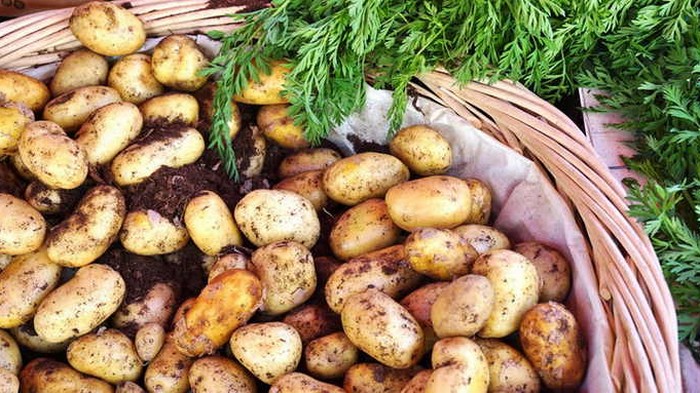 7 отличий молодой картошки, которую не надо покупать