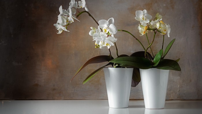 Орхидеи для начинающих: 6 неприхотливых видов, ухаживать за которыми проще простого