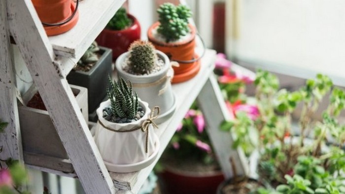 10 красивых комнатных растений, цветущих ярко, пышно и долго
