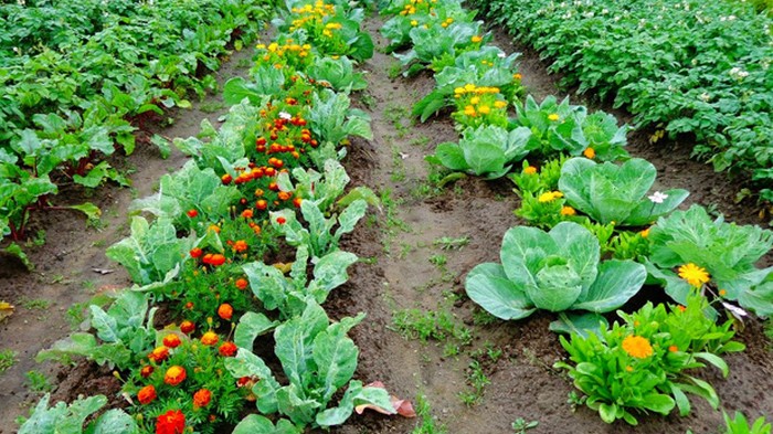 Компаньоны на грядке: какие овощи и цветы стоит посадить рядом друг с другом