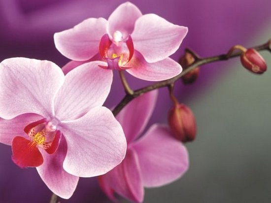 Как правильно ухаживать за орхидеей дома