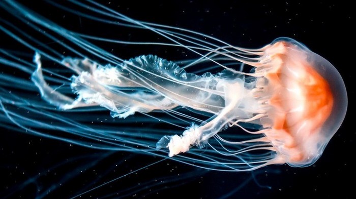 6 опасных видов медуз, к которым ни за что нельзя прикасаться