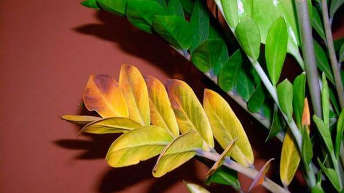 Желтые листья комнатных растений: причины и методы борьбы