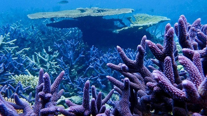 10 познавательных фактов о природном чуде — Большом Барьерном рифе