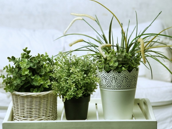 Какие комнатные растения полезны для здоровья