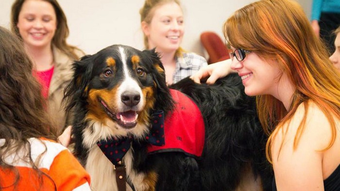 Собаки помогли студентам снизить стресс и улучшить настроение