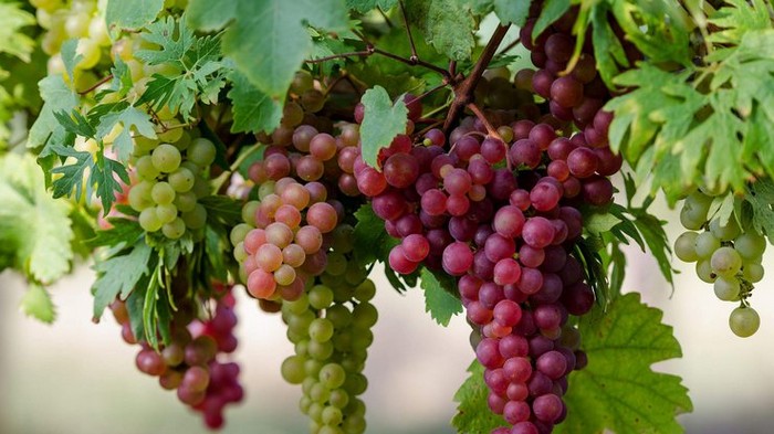 Польза и вред винограда: кому нельзя есть эти ягоды