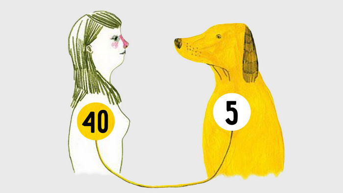 возраст собаки по человеческим меркам