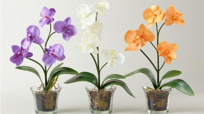 Почему удобнее выбирать орхидеи в интернет-магазине?