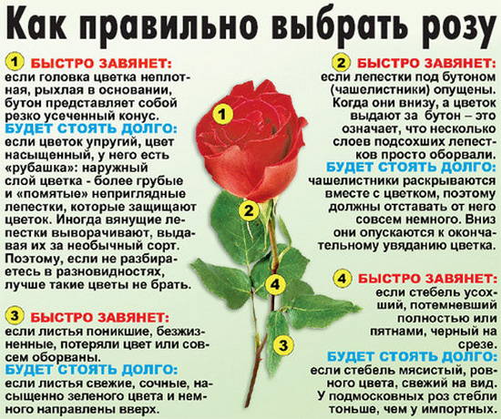 как выбирать розы