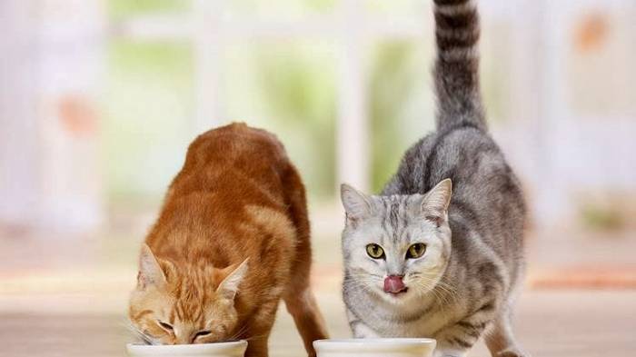 Основные причины популярности корма для кошек Club 4 Paws