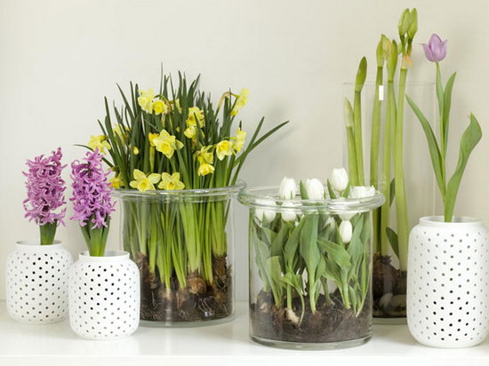 Как вырастить луковичные цветы в домашних условиях