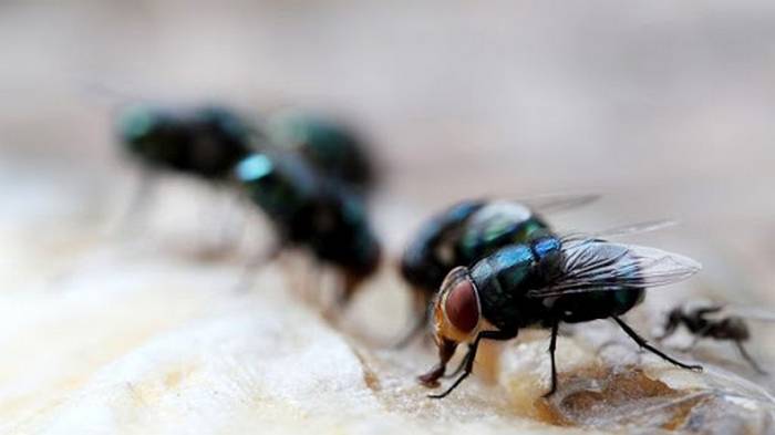 Ученые выявили неожиданную опасность от мух