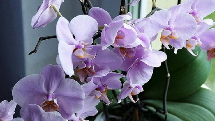 7 правил по уходу за орхидеей, благодаря которым она будет буйно цвести круглый год