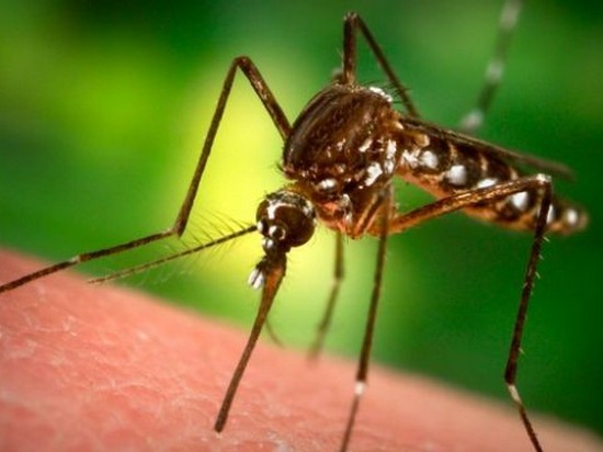 Защита от комаров и мошек