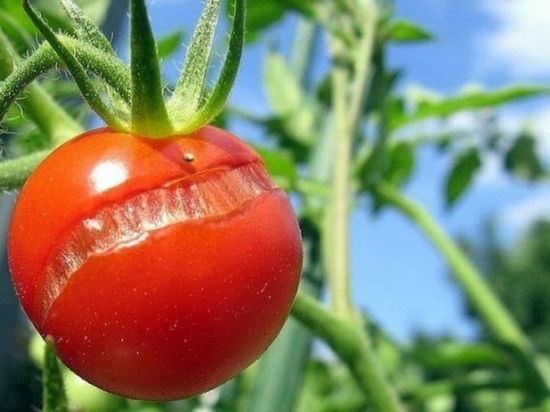Почему трескаются помидоры?