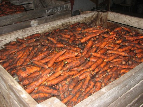 Как хранить картофель и морковь?