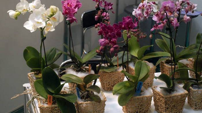 Как ухаживать за орхидеями в доме