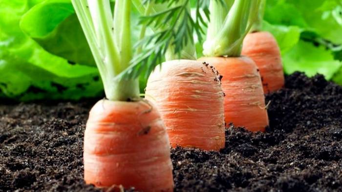 Зачем сажать морковь в саду