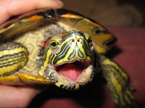 Красноухая черепаха. Содержание и уход