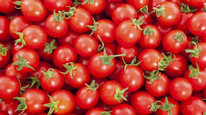 Мастерство выращивания помидоров и чем подкормить помидоры при посадке